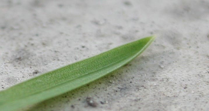 Лист мятлика